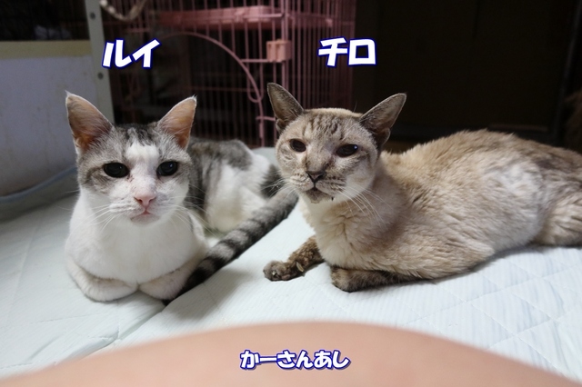 20210903chiro_rui01.JPG