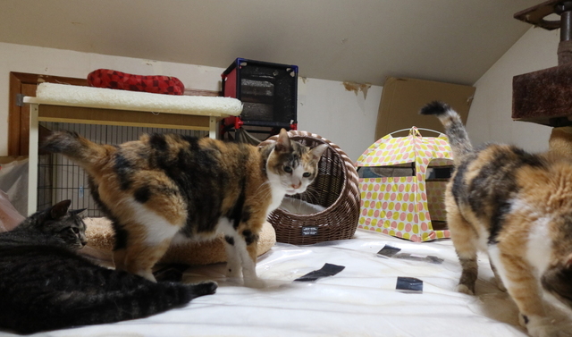 20210906bed01.JPG