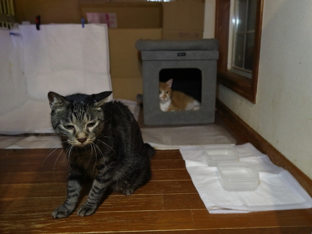 20210909jtaro01.JPG