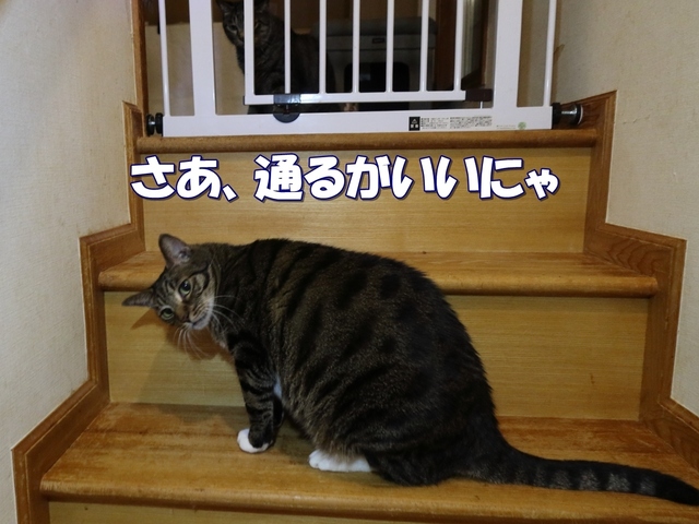 20210909kokoro04.JPG