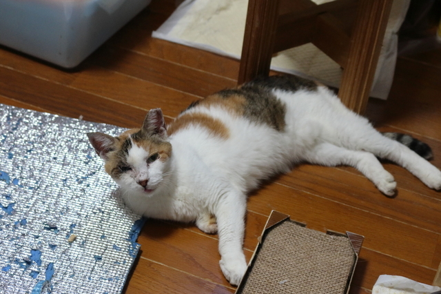 20210916hime01.JPG