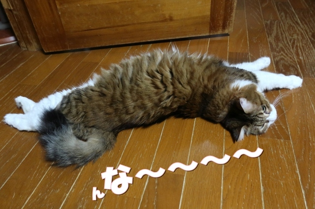 20210922mimi02S.JPG