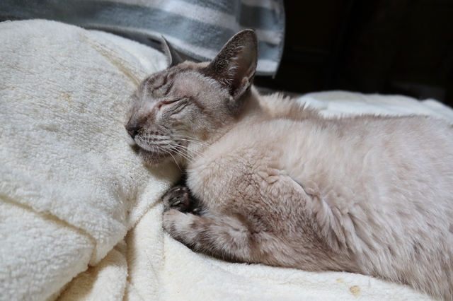 20210926chiro01.JPG