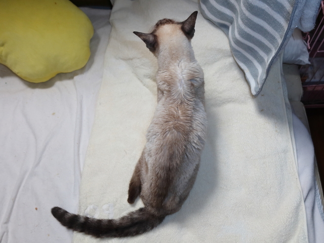 20210926chiro03.JPG
