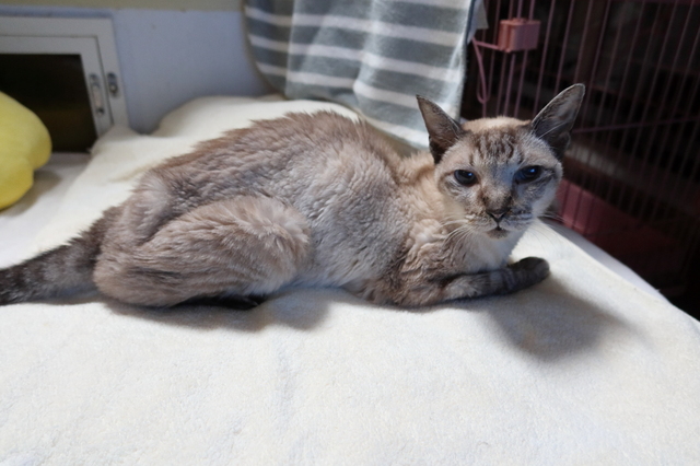 20210926chiro04.JPG