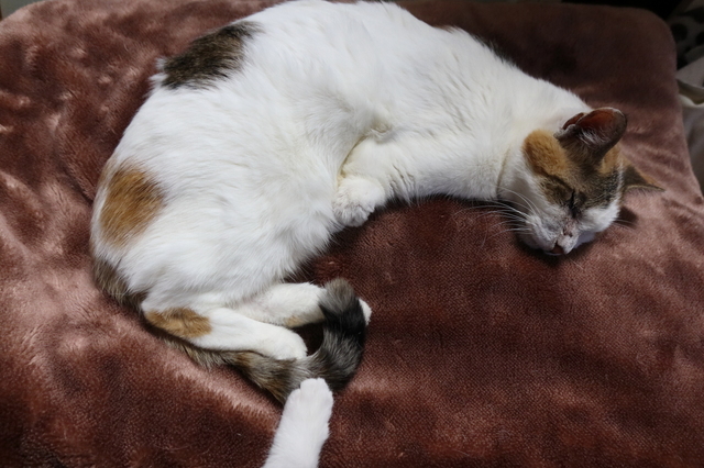 20211024hime01.JPG