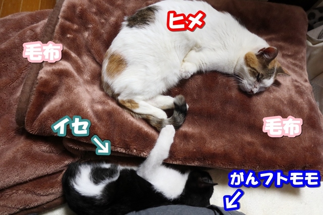 20211024hime03T.JPG