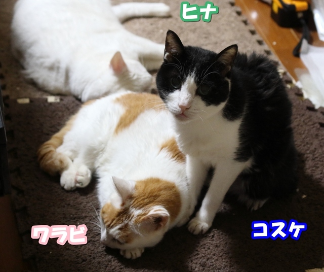 20211112warabi_kosuke01.JPG