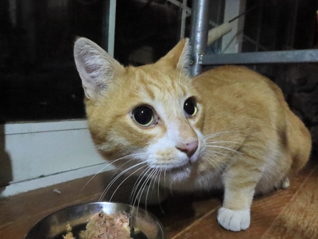 20211128nora01.JPG