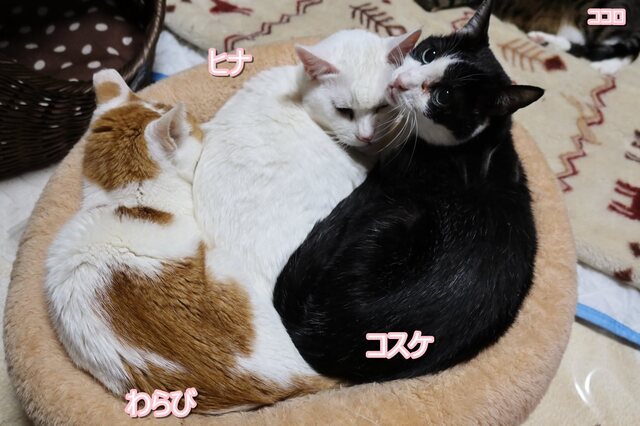 20220219warabi_hina_kosuke01.JPG
