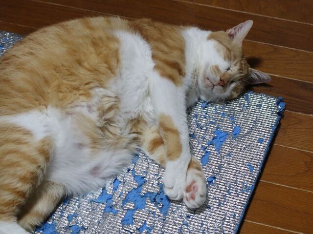 20220421taro_jiro04S.JPG