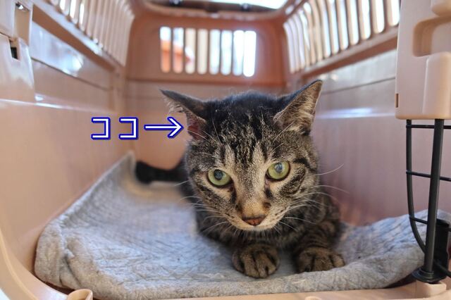 20220529shou01S.JPG