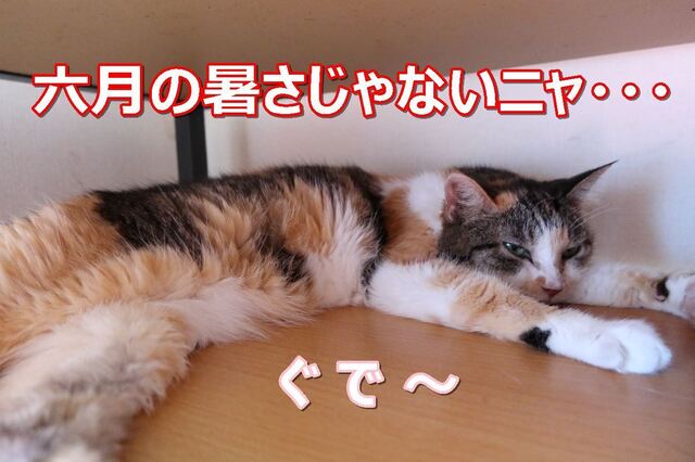 20220628mi-ko01S.JPG