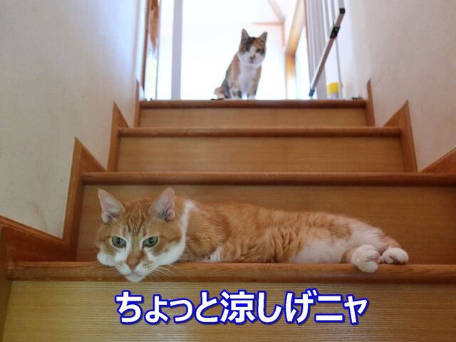 20220628taro_ai02S.JPG