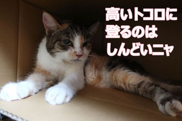 20220629mi-ko02S.JPG