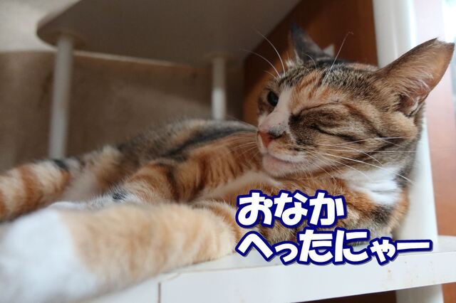 20220906mikena01S.JPG