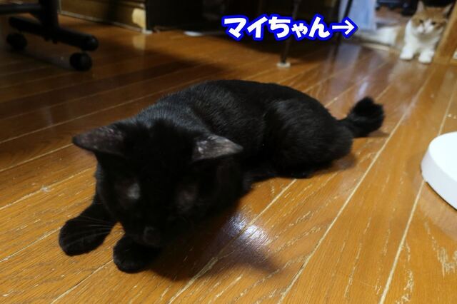 20220916kuh01S.JPG