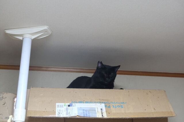 20220926kuroneko01S.JPG