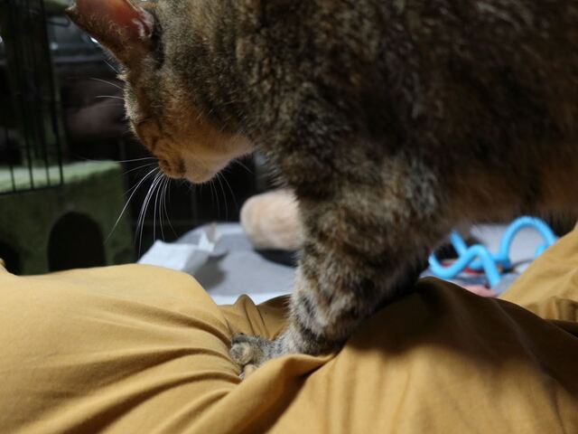 20220930tamae01S.JPG
