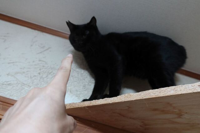 20221018kuroneko01S.JPG