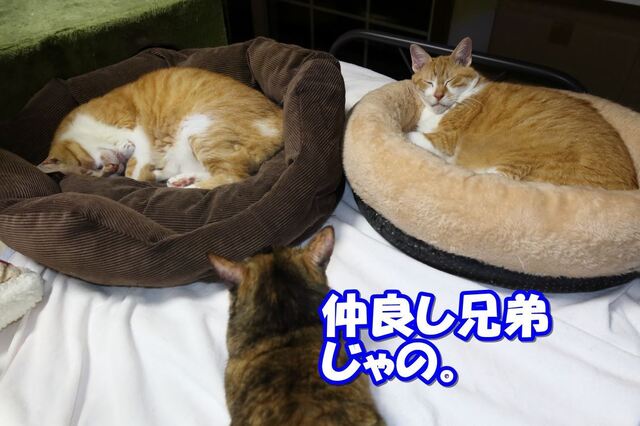 20221021taro_jiro02SS.JPG