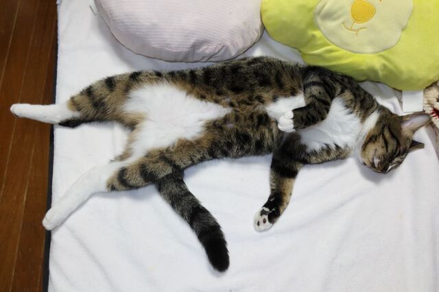 20221021yuzu01S.JPG