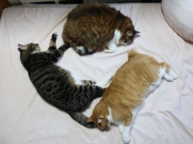 20221128taro_mimi_yuzu01S.JPG