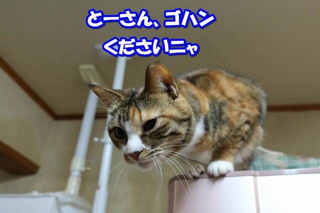 20230319mikena02S.JPG