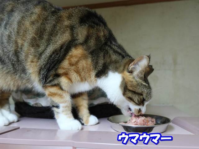 20230319mikena04S.JPG