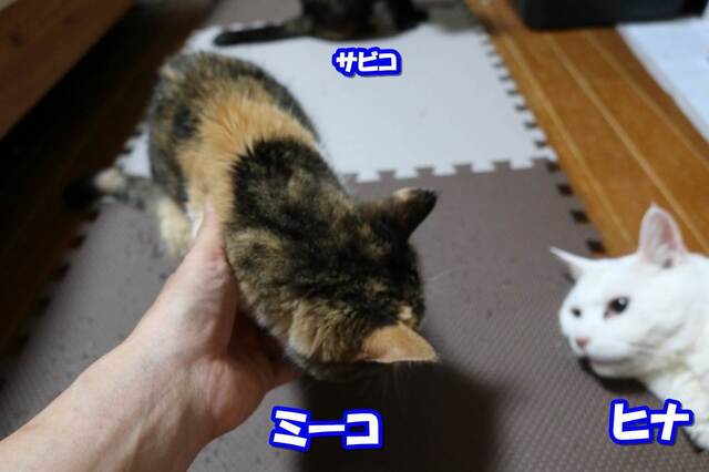 20230410mi-ko01S.JPG