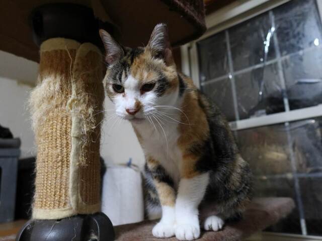 20230411ai02S.JPG