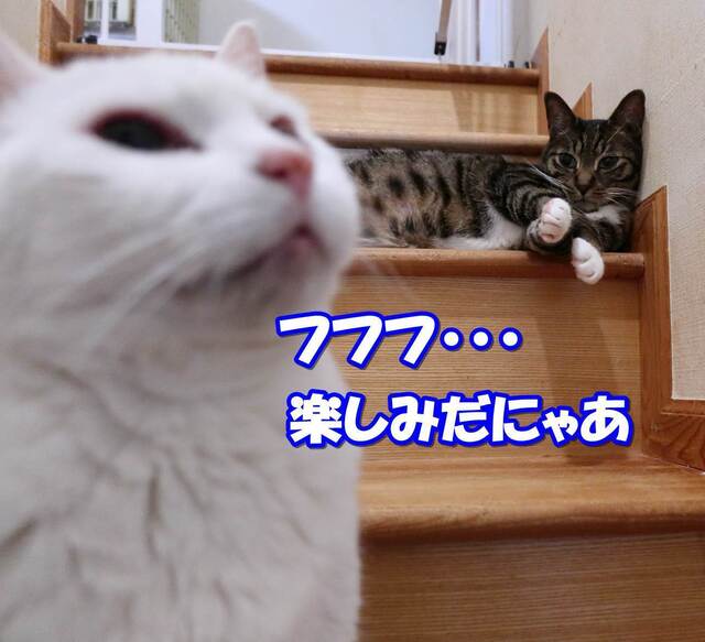 20230421ikokoro_hina01S.JPG