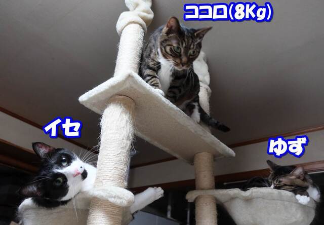 20230425kokoro02S.JPG