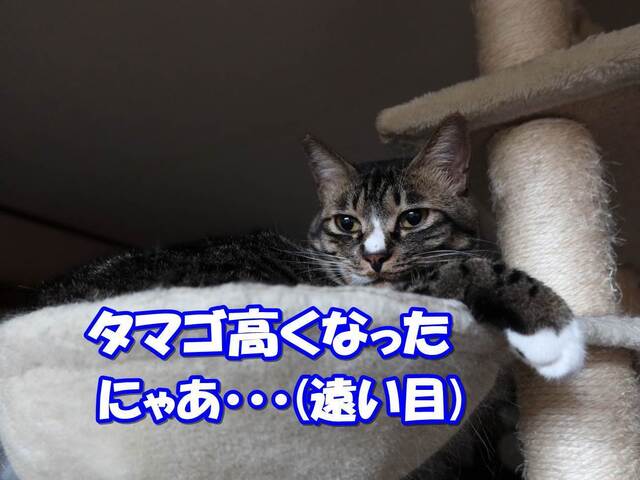 20230429yuzu01S.JPG