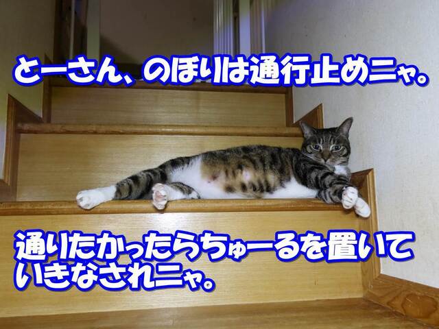 20230529kokoro04S.JPG