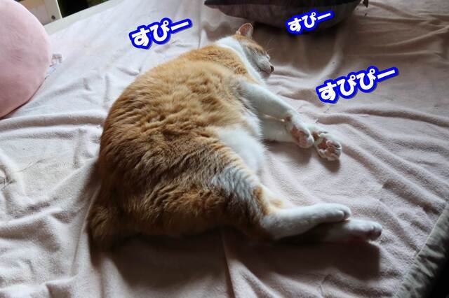 20230530taro01S.JPG