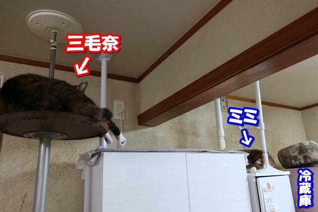 20230609mimi04S.JPG