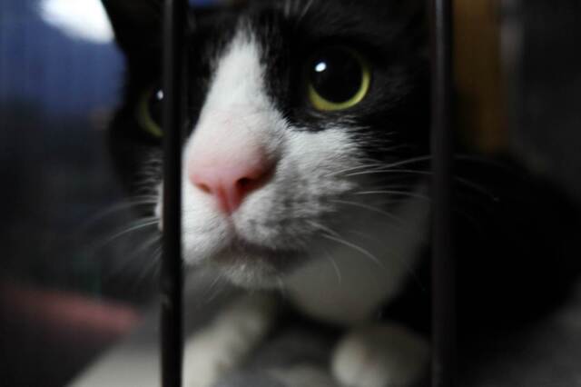 20230626neko02S.JPG