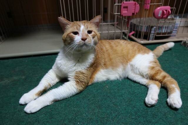 20230626neko04S.JPG