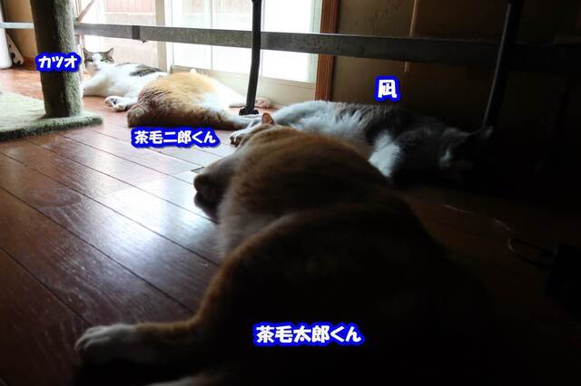 20230629home01S.JPG