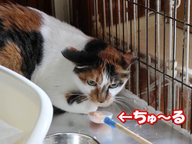 20230630micky01S.JPG