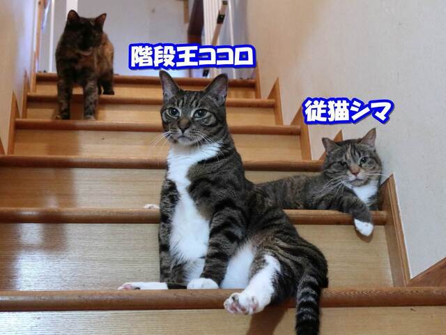20230711kokoro01S.JPG