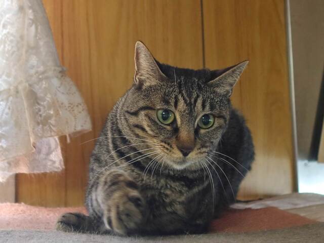 20230729neko12S.JPG