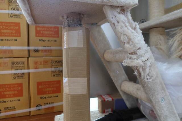 20231007CatTower03S.JPG