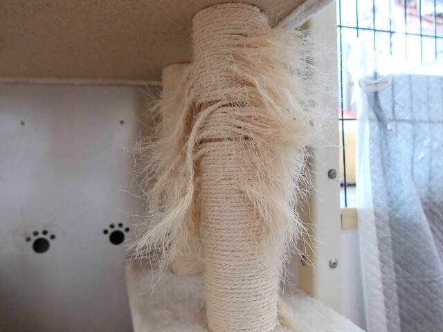 20231007CatTower04S.JPG