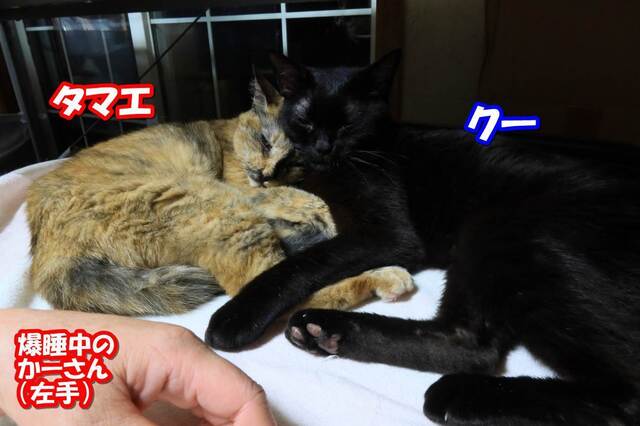 20231108kuh_tamae01S.JPG