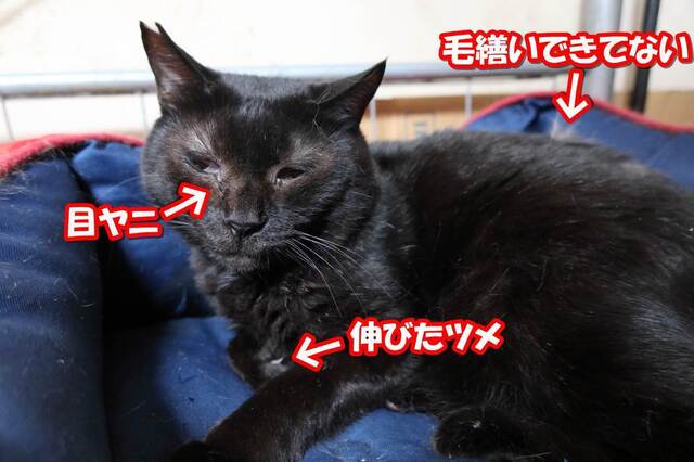 20231108kuroneko01S.JPG