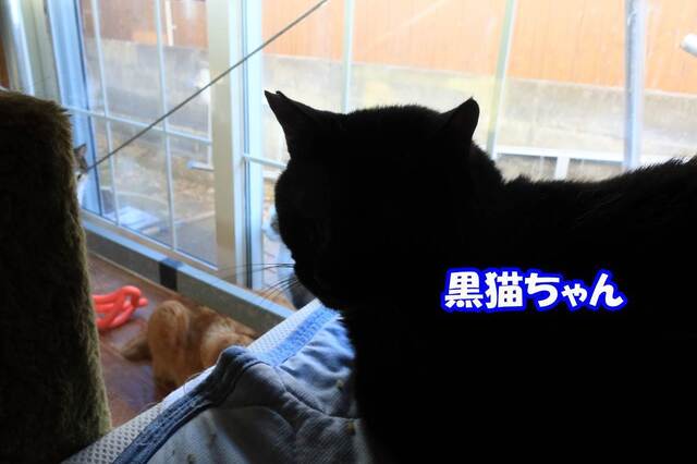 20231128kuroneko01S.JPG