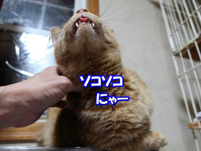20240129gonta02S.JPG
