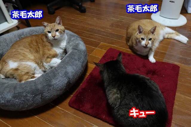 20240129taro_jiro_que01S.JPG